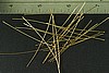 24pc RAW BRASS 2 inch 23 GAUGE HEADPIN FINDINGS LOT