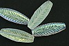 8pc 30x11mm AURORA BOREALIS FEATHER TUBES CZECH GLASS BEADS