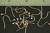 24pc RAW BRASS EARWIRE FINDING JEWELRY LOT E2-24